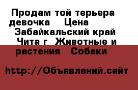 Продам той-терьера . девочка  › Цена ­ 7 000 - Забайкальский край, Чита г. Животные и растения » Собаки   